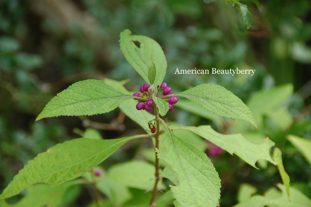 American Beautyberry.jpeg