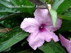 Ruella-Mexican Petunia.jpeg
