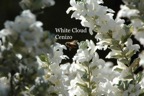 White Cloud Texas Sage.jpeg